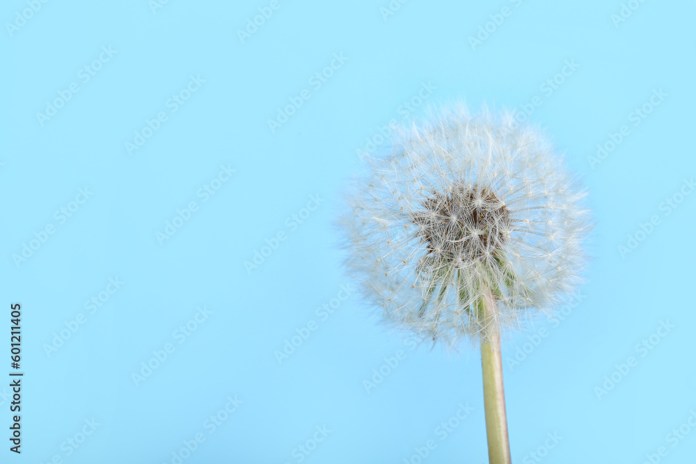 Dandelion flower on blue background