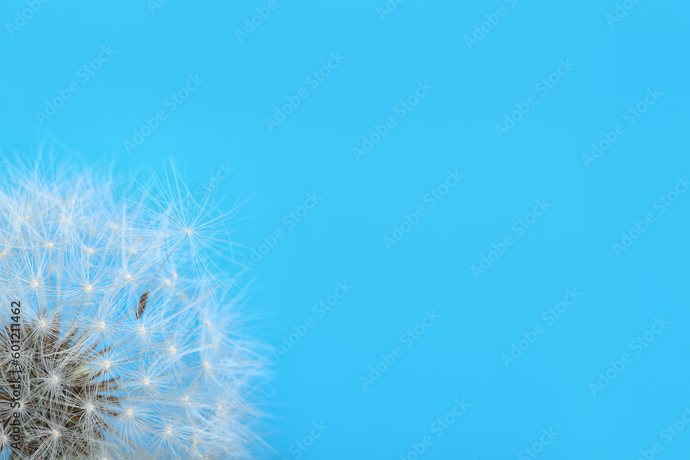 Dandelion flower on blue background