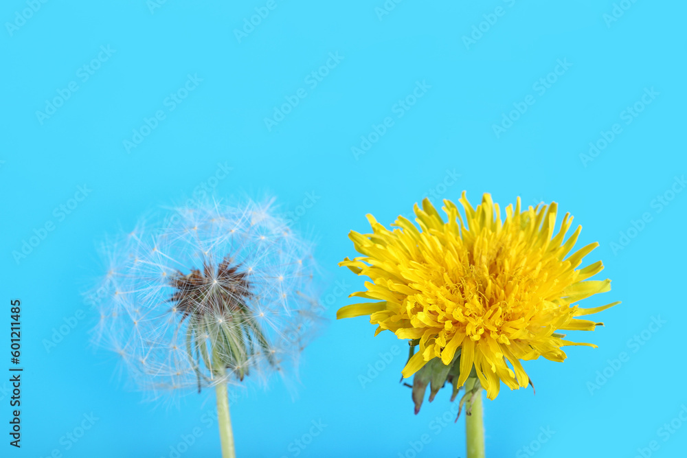 Dandelion flowers on blue background