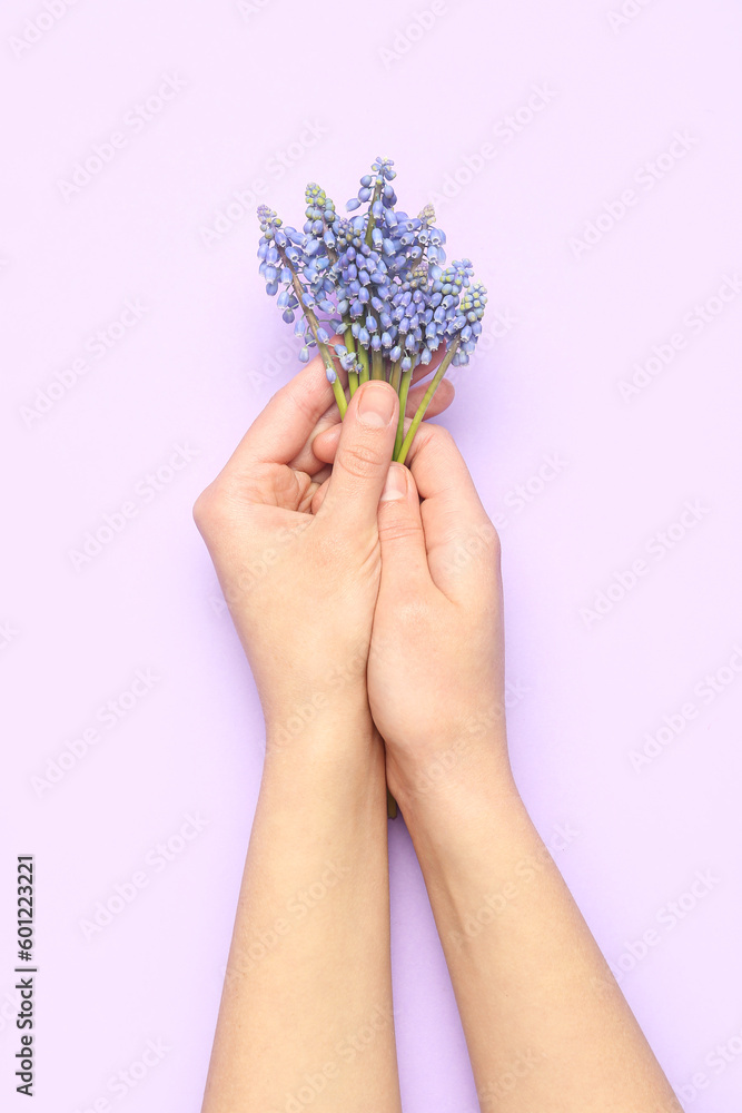 Female hands holding beautiful Muscari flowers on lilac background