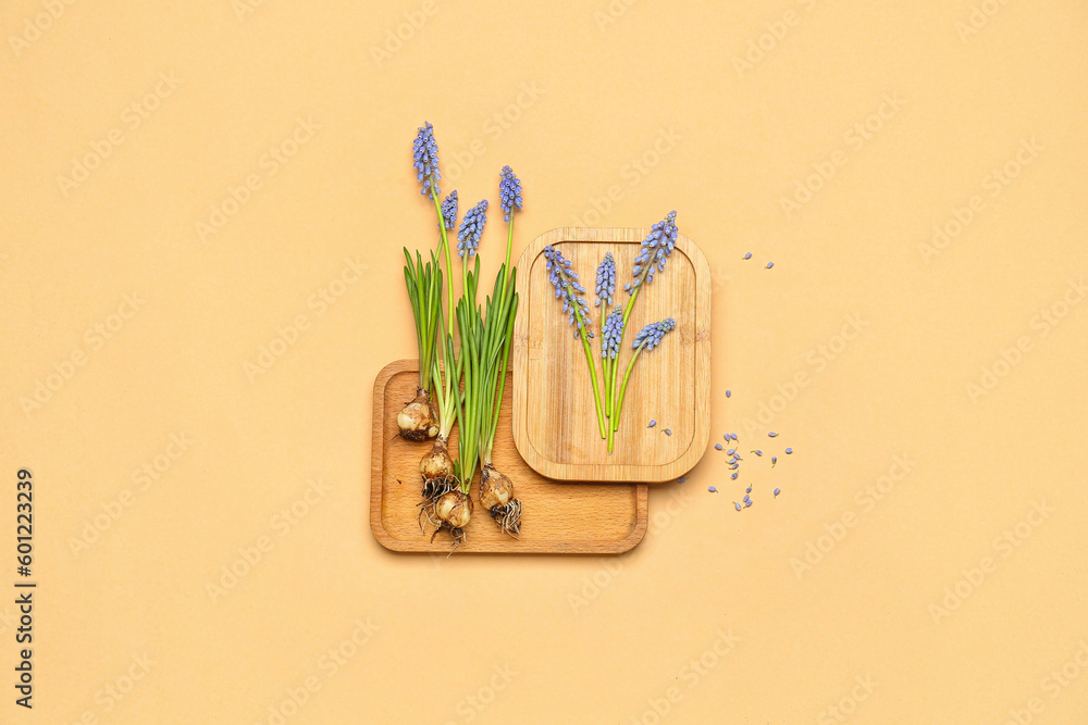 Boards with beautiful Muscari flowers on beige background