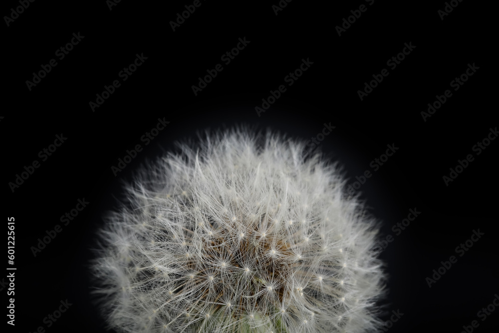 Dandelion flower on black background