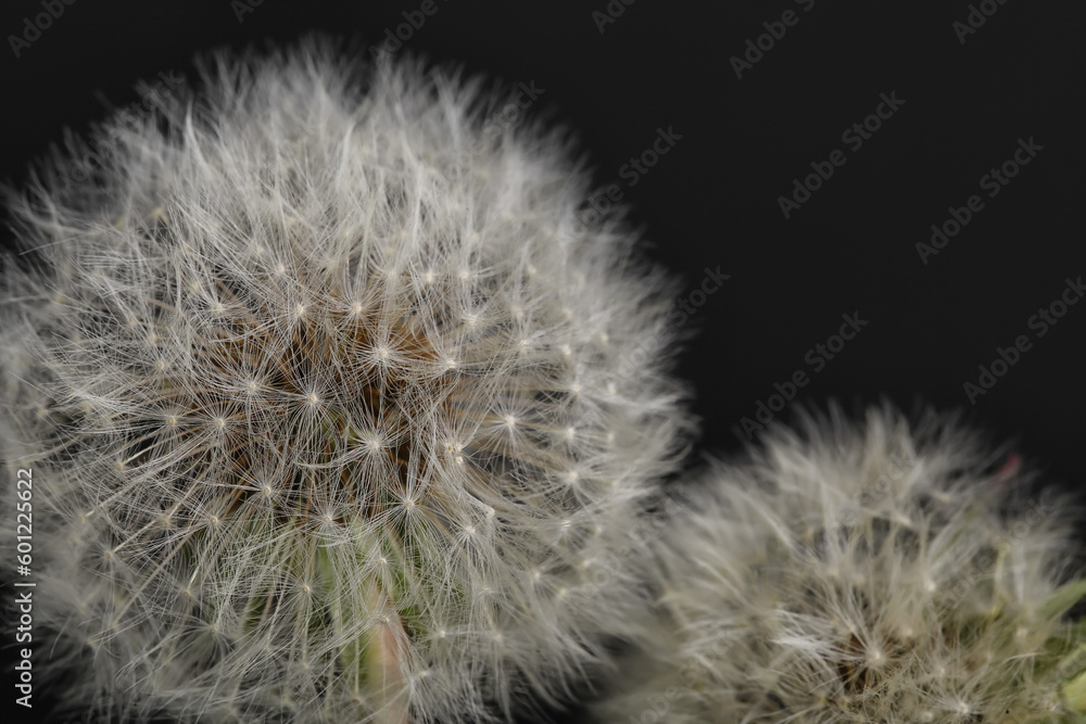 Dandelion flowers on black background