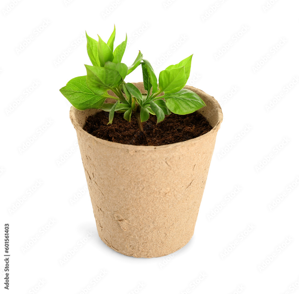 Peat pot with green seedling on white background