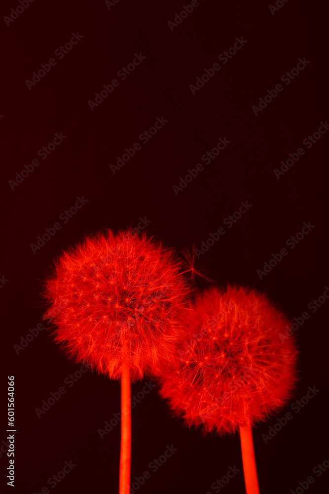 Dandelion flowers on dark color background