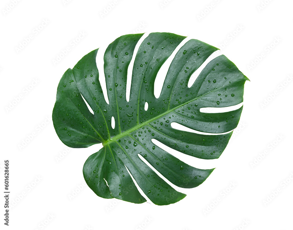 Natural Monstera leaf with water droplets isolated on white background. Clipping path.