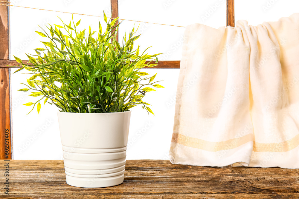 Beautiful houseplant on windowsill against white background