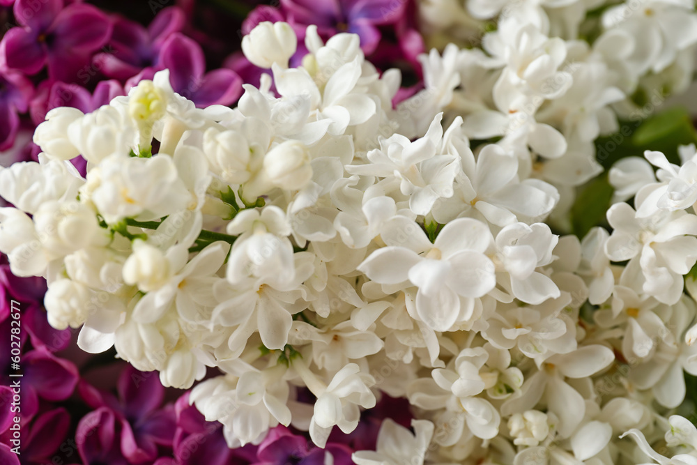 Beautiful fragrant lilac flowers, closeup