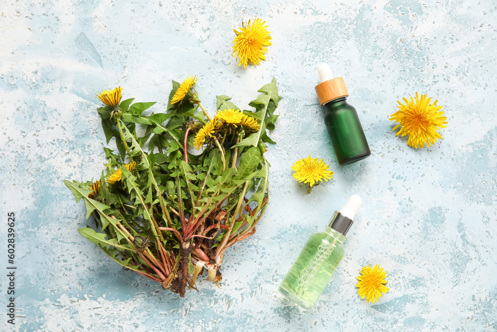 Bottles with cosmetic oil and dandelion flowers on blue background