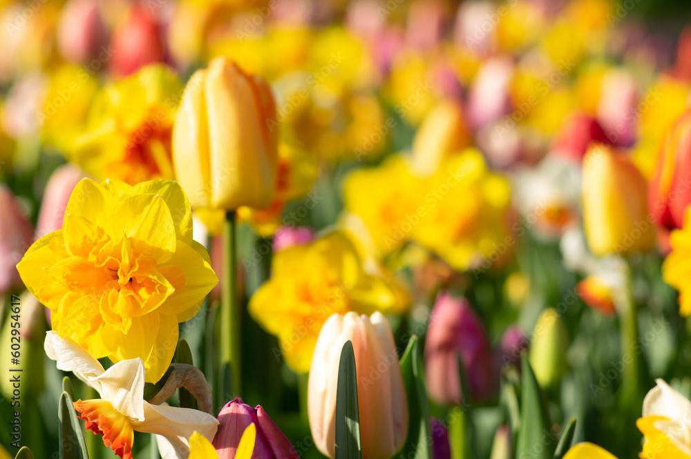 Tulips flower background