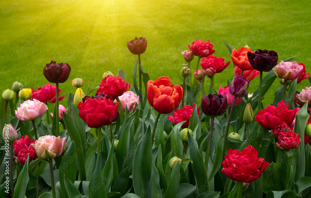  Colorful tulips on sunlight