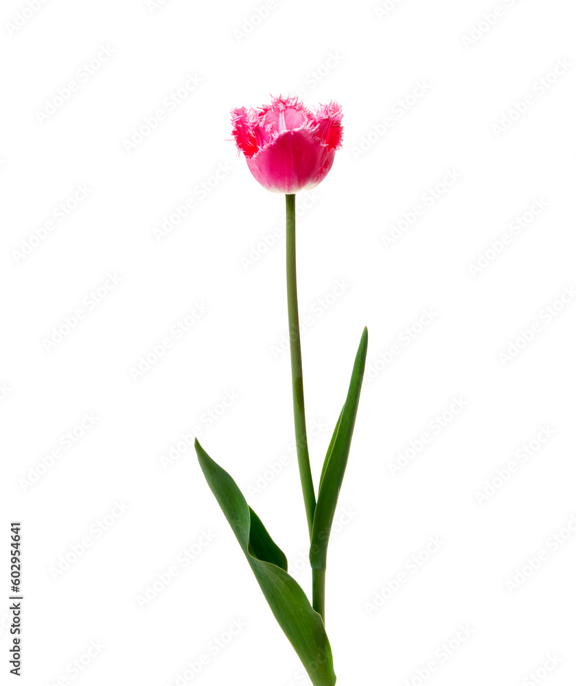 Tulip flower isolated on white