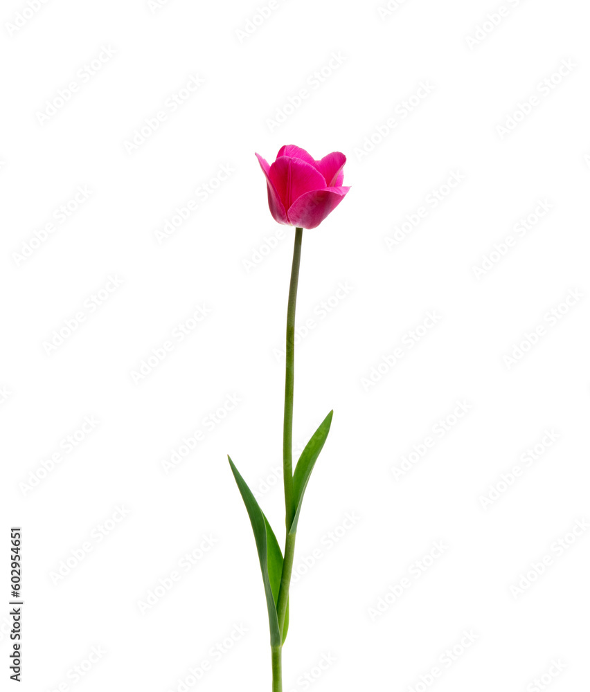 Tulip flower isolated on white