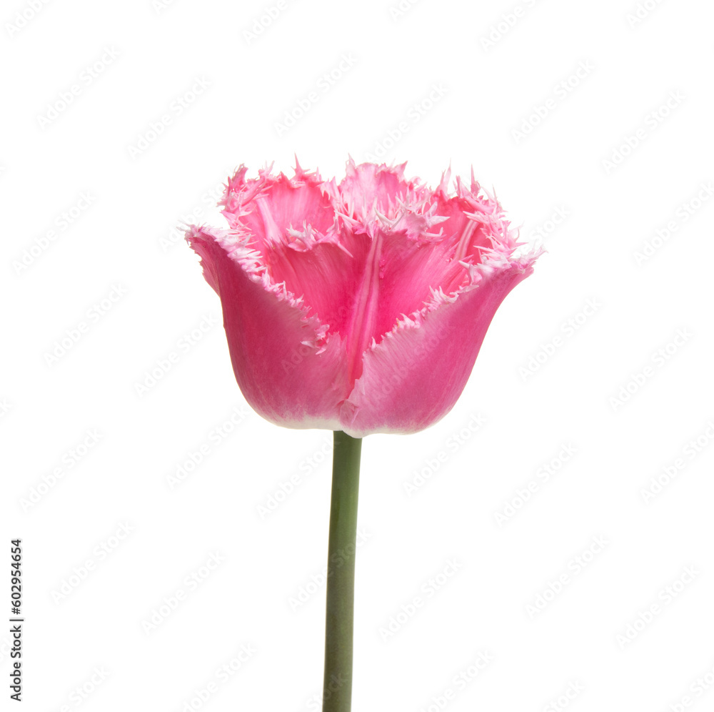 Tulip flower isolated on white