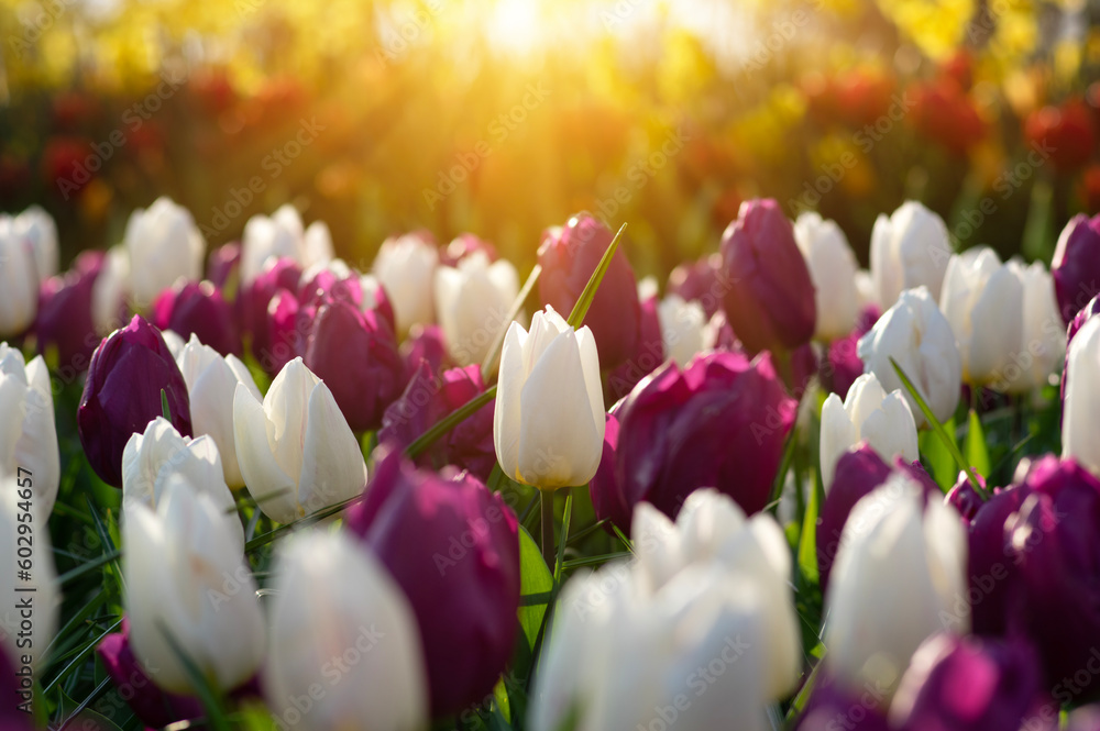 Tulips on sun in the gardeh