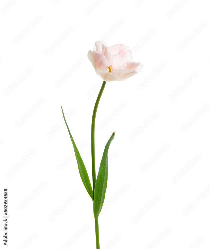 Tulip flower isolated on white