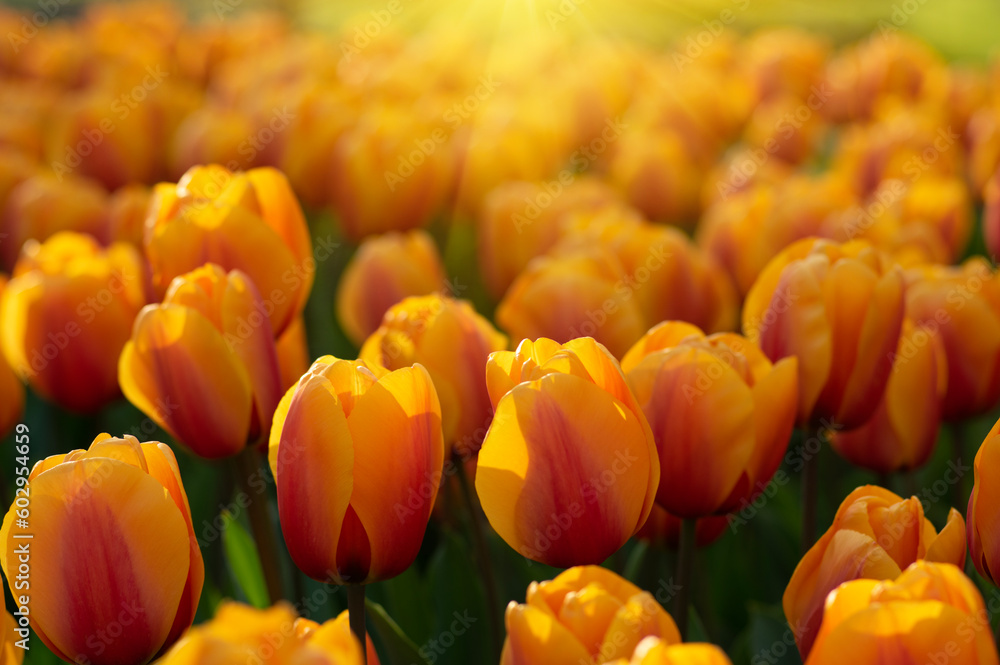  Colorful tulips on sunlight