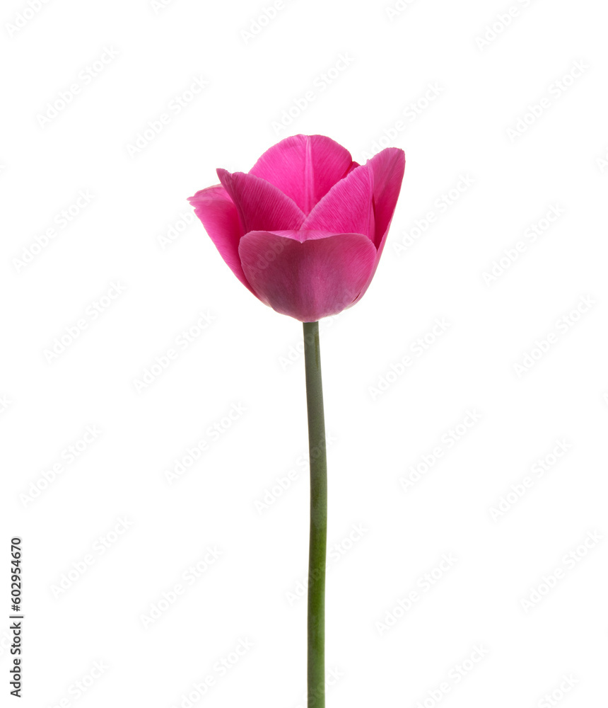 Tulip flower isolated on white