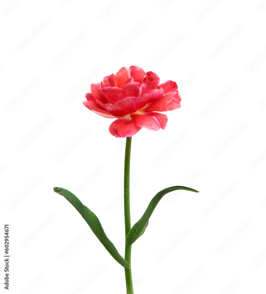 Tulip flower isolated on white