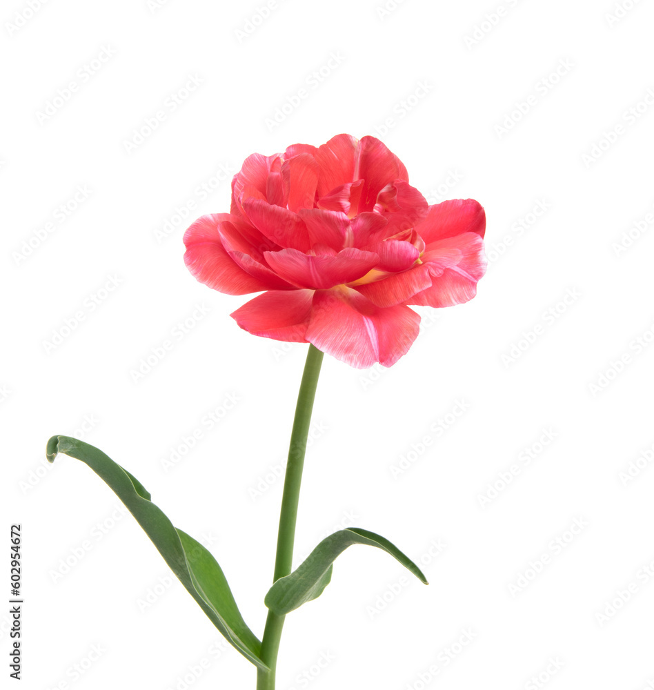 Tulip flower isolated on white