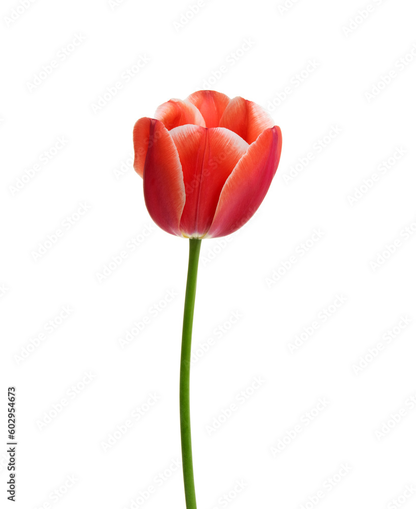 Tulip flower isolated on white