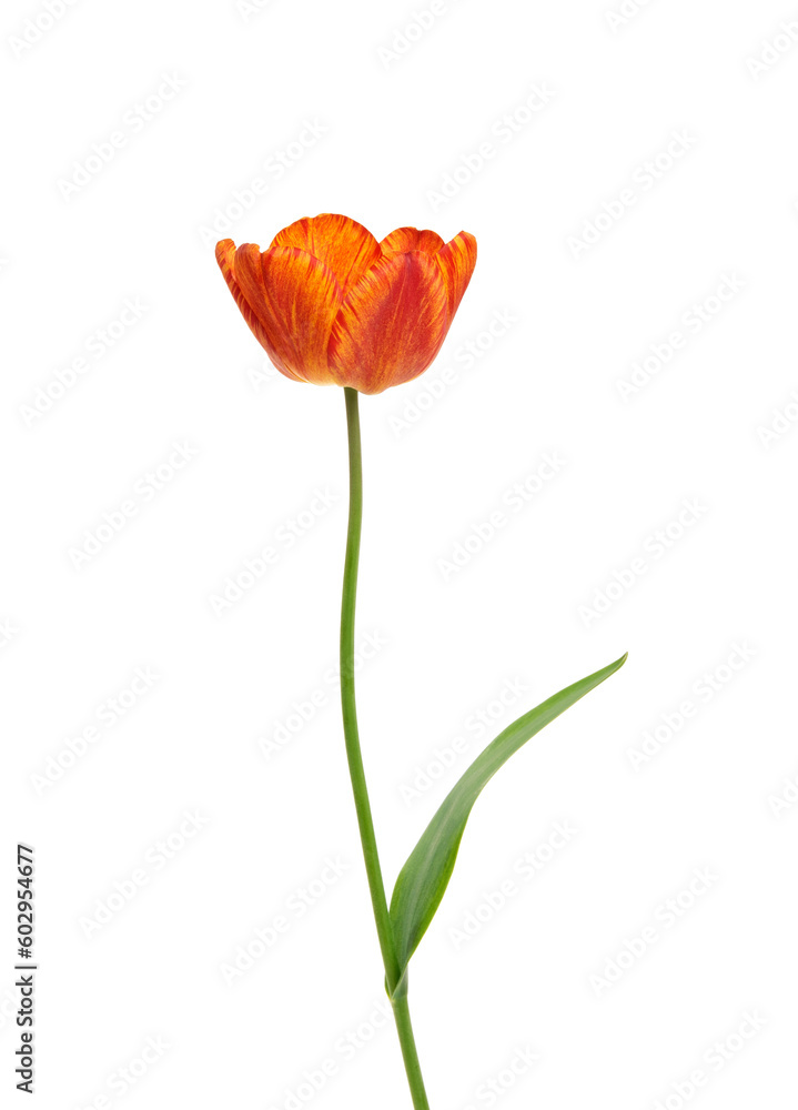 Tulip flower isolated on white