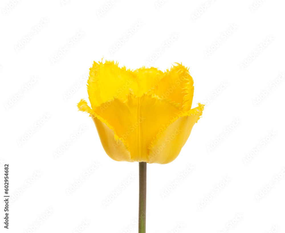 Tulip flower isolated on white