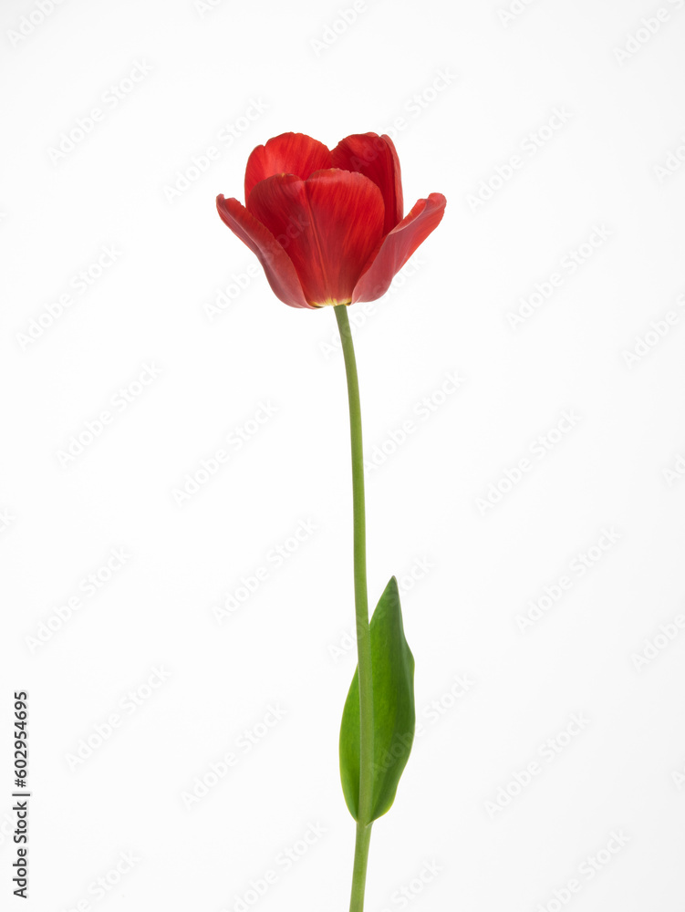 Tulip flower isolated on white