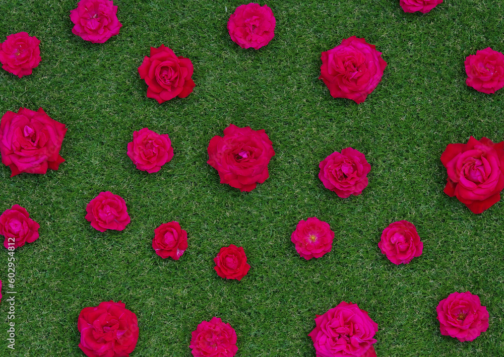 Roses flowers on green grass background.