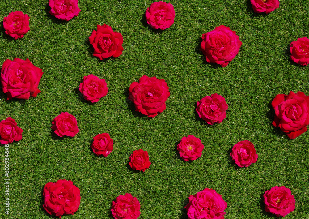 Roses flowers on green grass background.