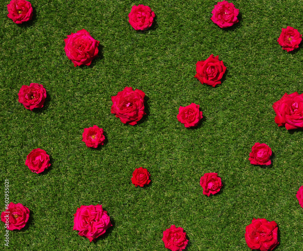 Roses flowers on green grass background.