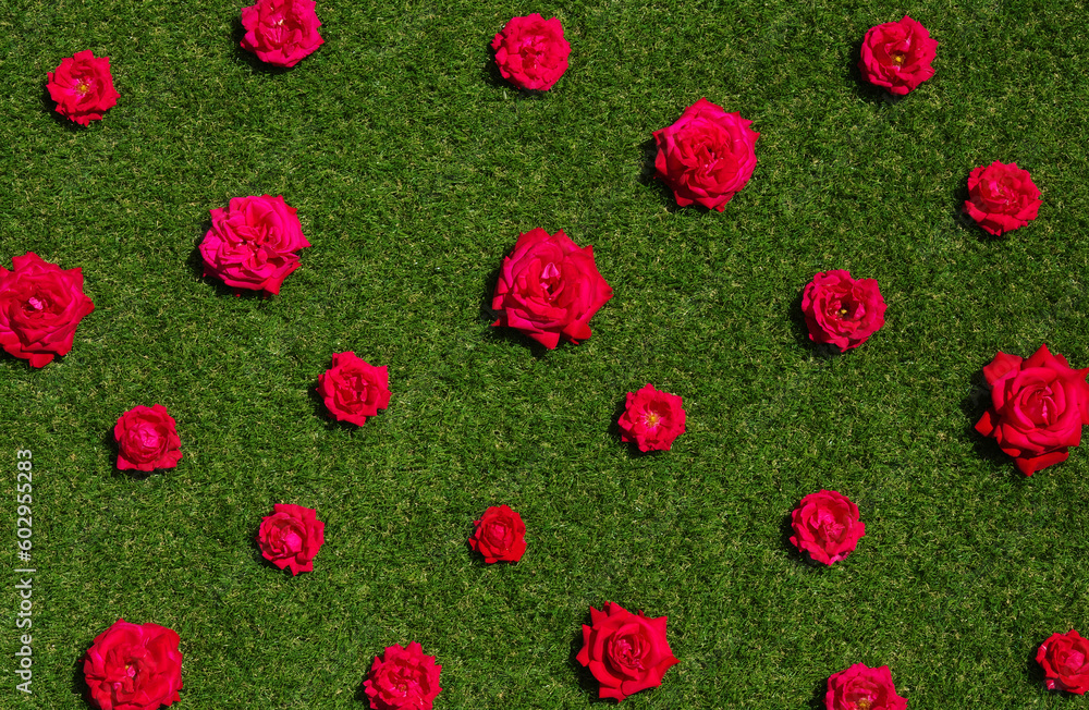 Roses flowers on green grass background.