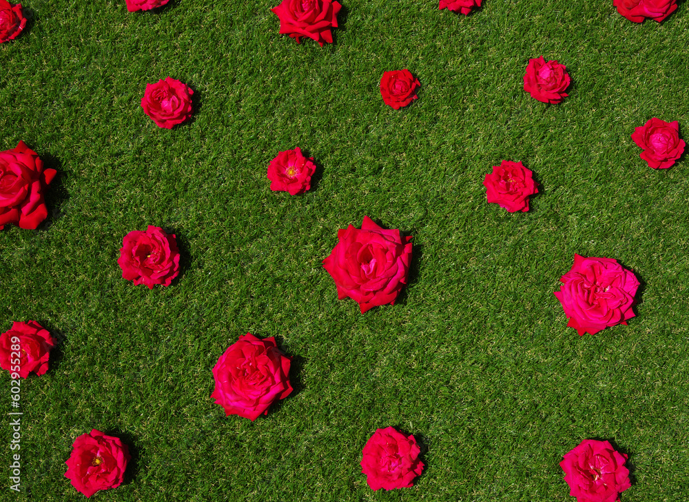 Roses flowers on green grass background.