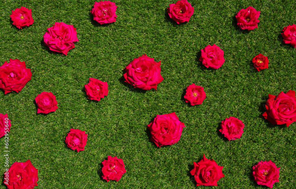 Roses flowers on green grass background.