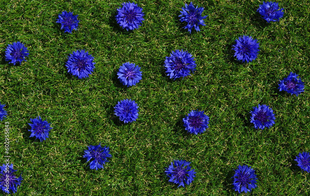 Blue flowers summer field plants on green grass