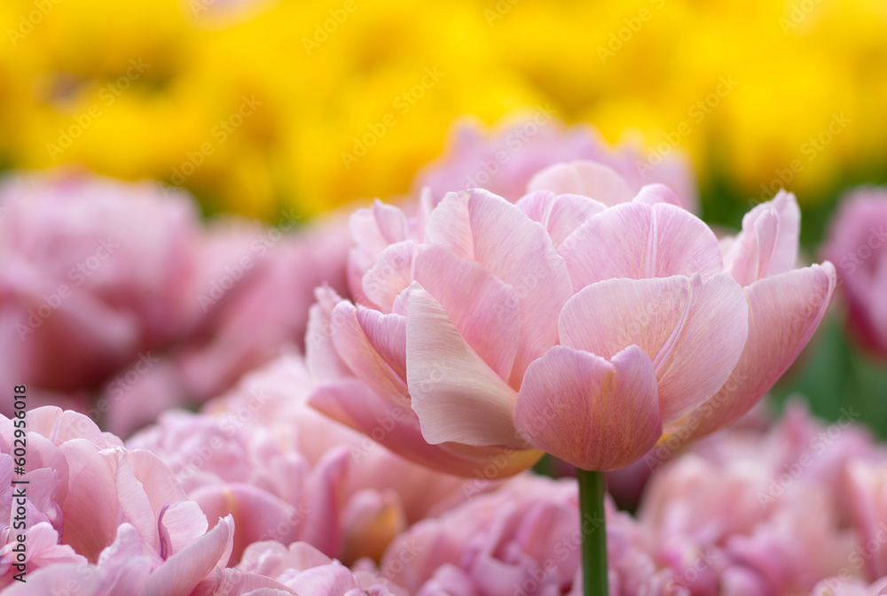 Close-up of tulip flower