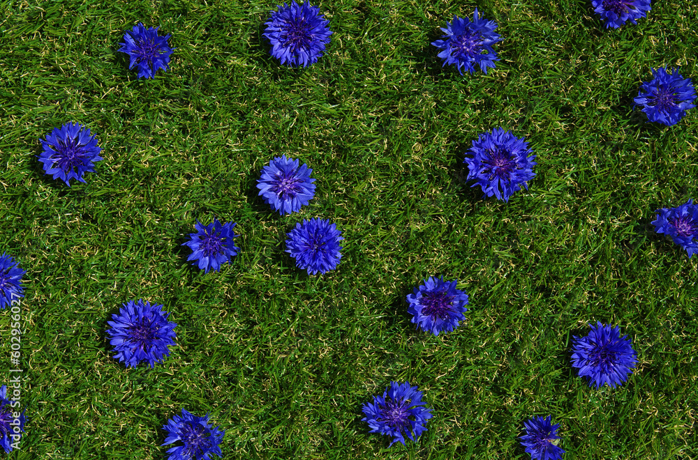 Blue flowers summer field plants on green grass