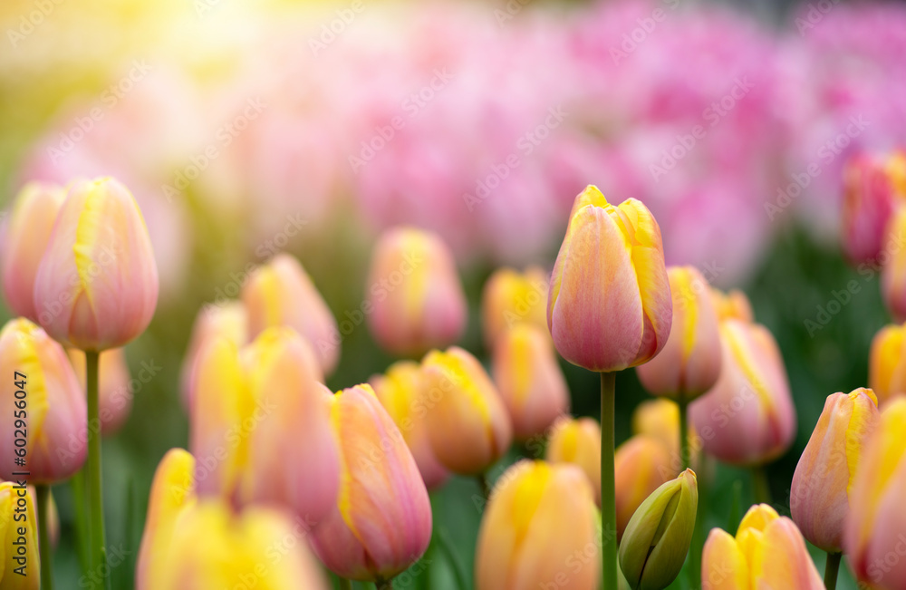  Colorful tulips on sunlight