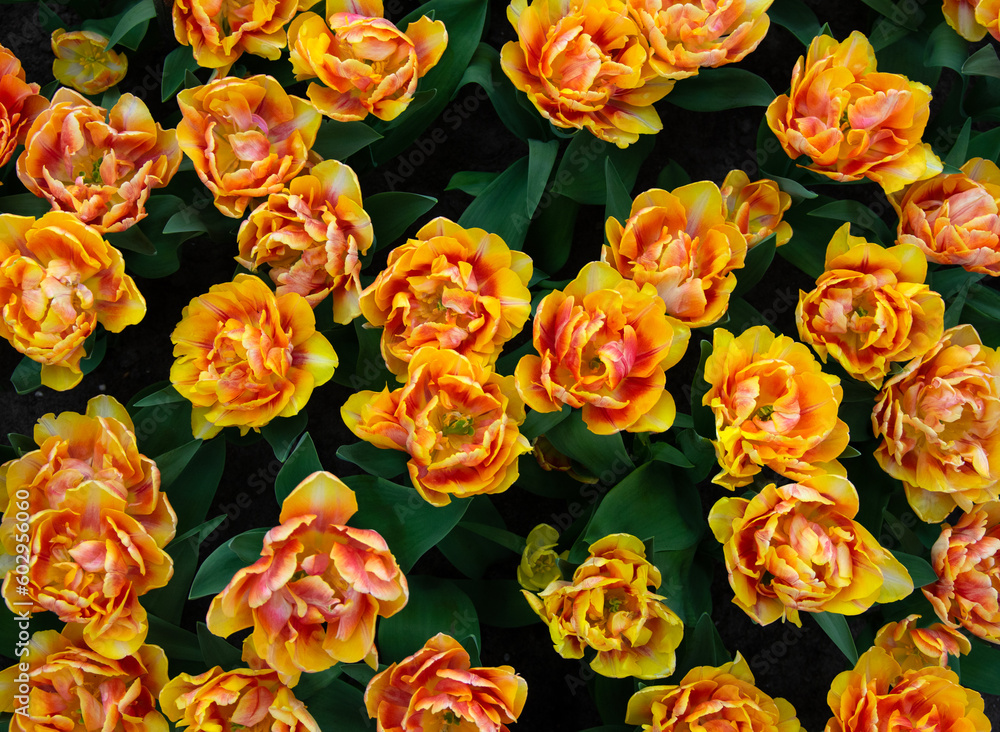 Tulips flower background