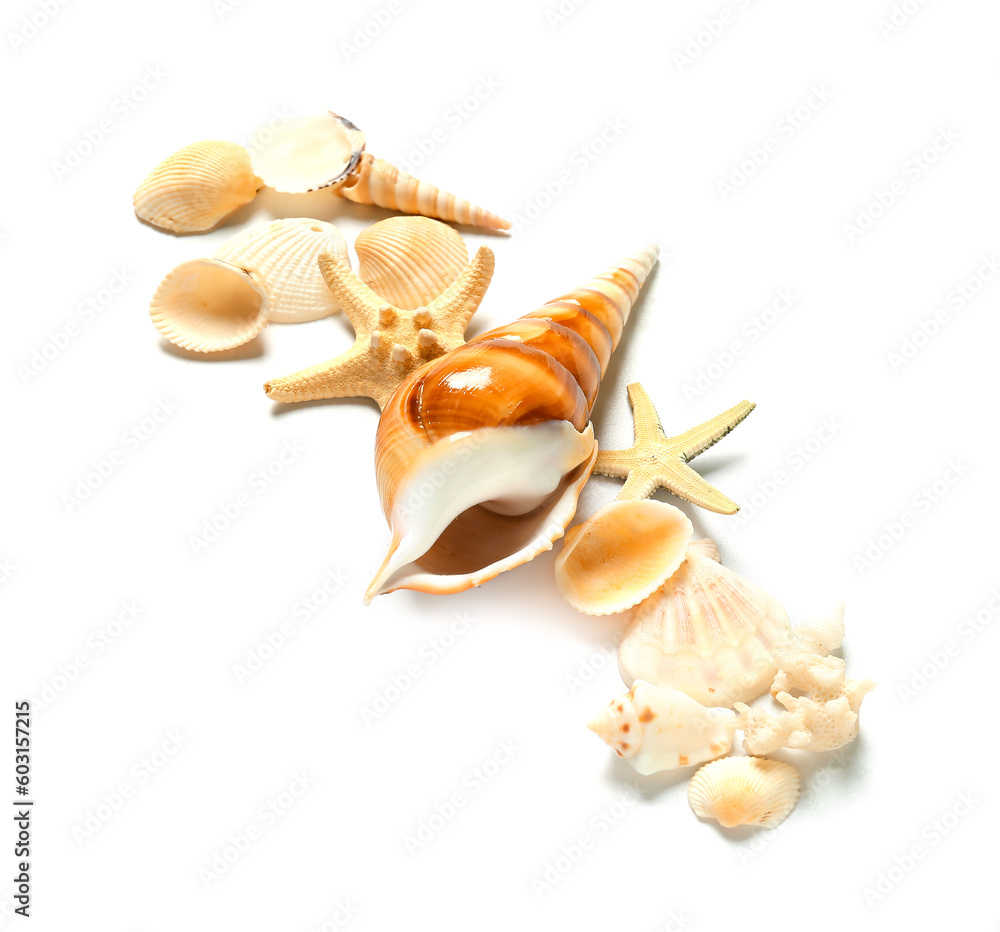 Seashells and starfishes on white background