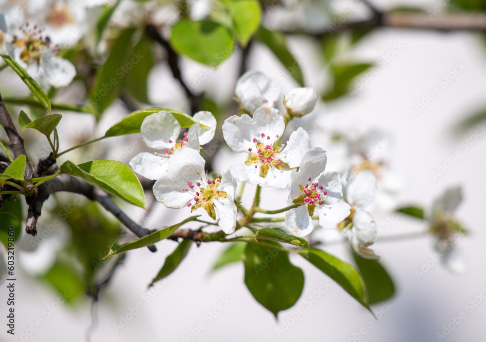 white flowers of fruit trees in spring