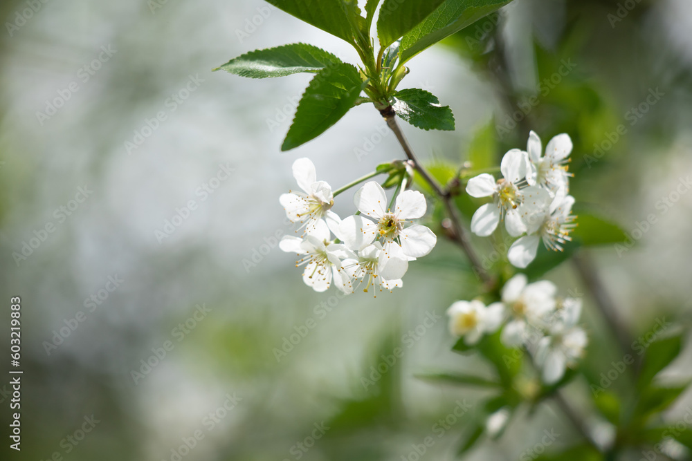 white flowers of fruit trees in spring