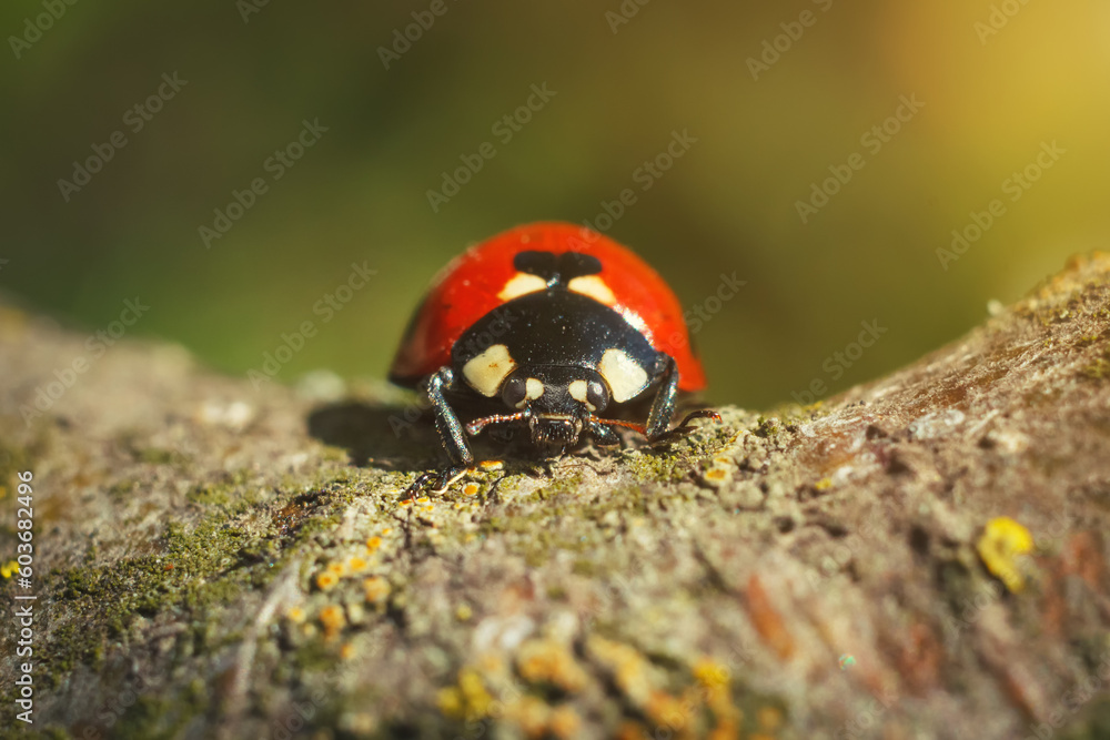 Ladybird beetle on tree bark. Macro photography, frontal view of insect.