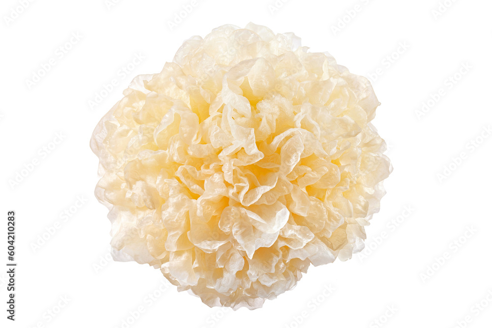 fresh snow fungus or tremella fuciformis on white background.