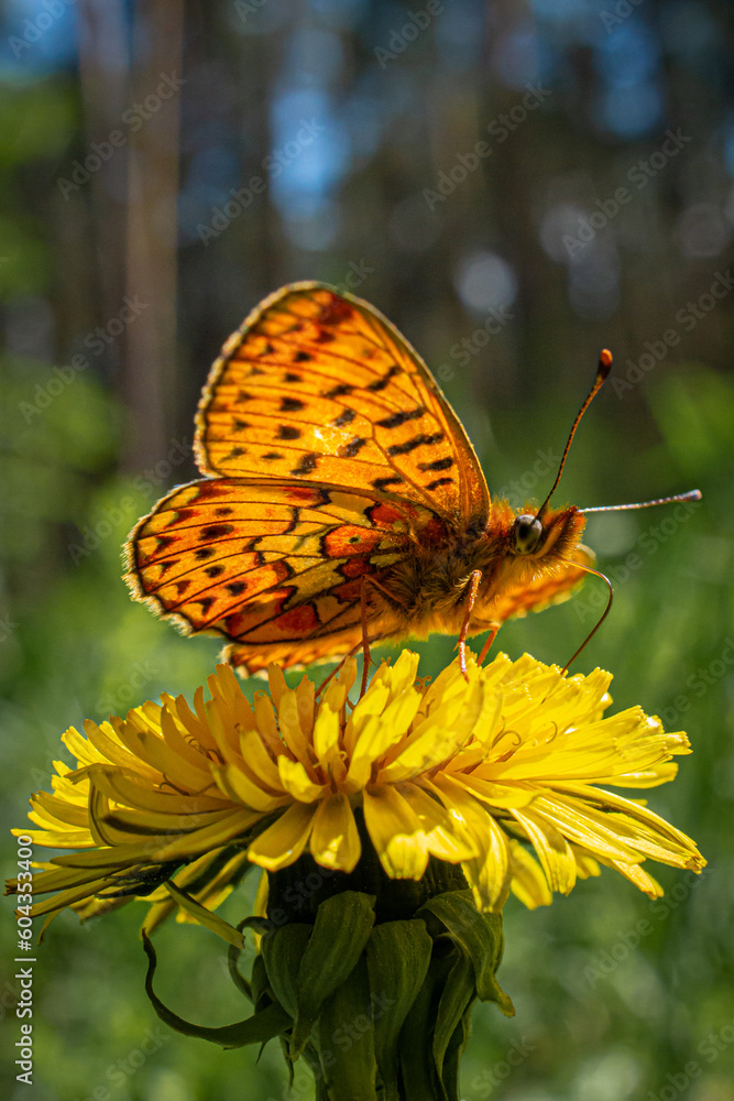 Beautiful butterfly on a dandelion flower on a background of trees