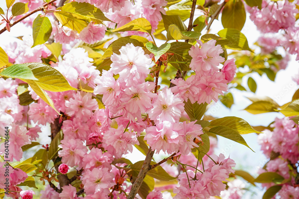 Beautiful blossoming branches with pink flowers on spring day