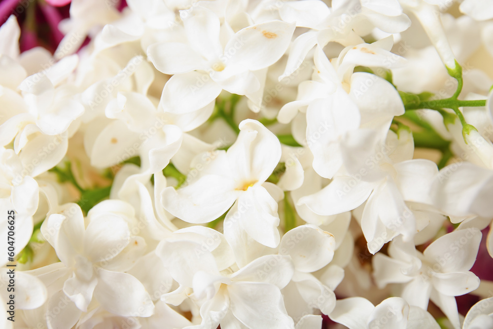 Beautiful blooming lilac flowers as background