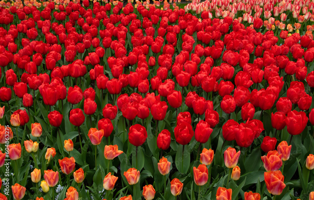 Tulips flower background