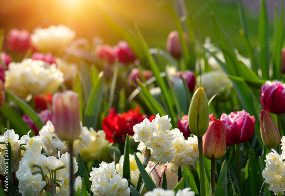  Colorful tulips on sunlight