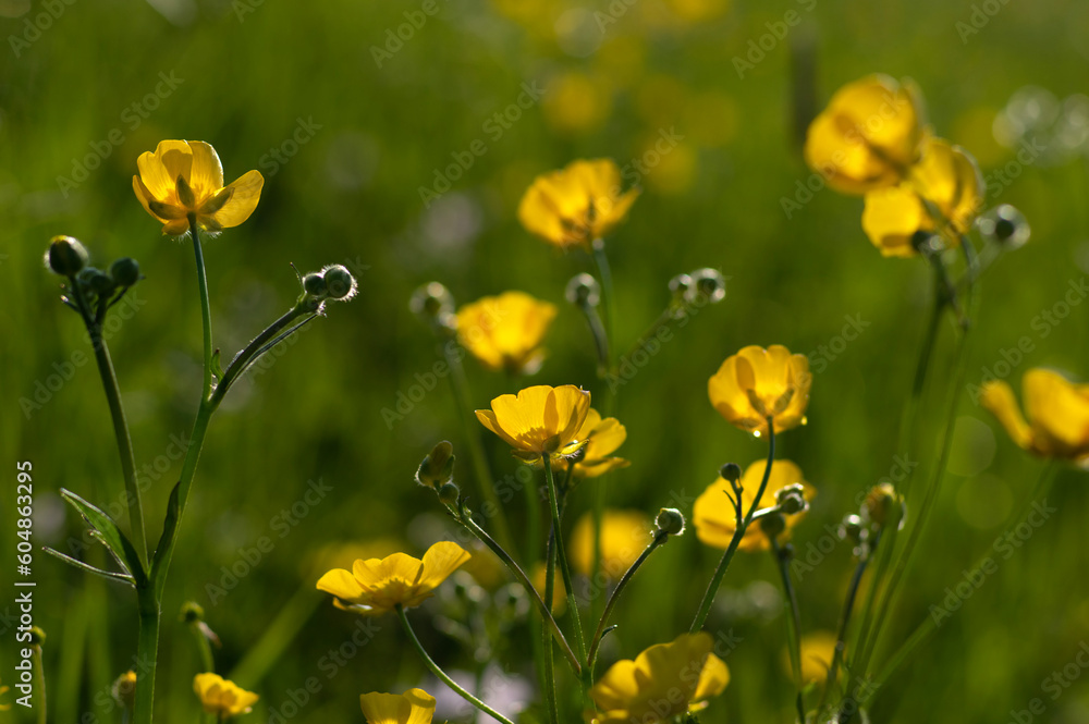 Wild yellow flower on the field